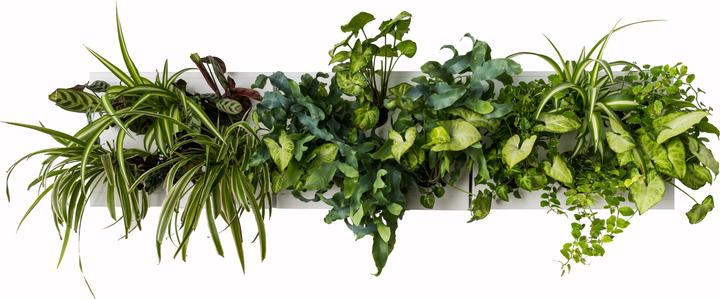Actual product image Ortisgreen Vertical garden Smart