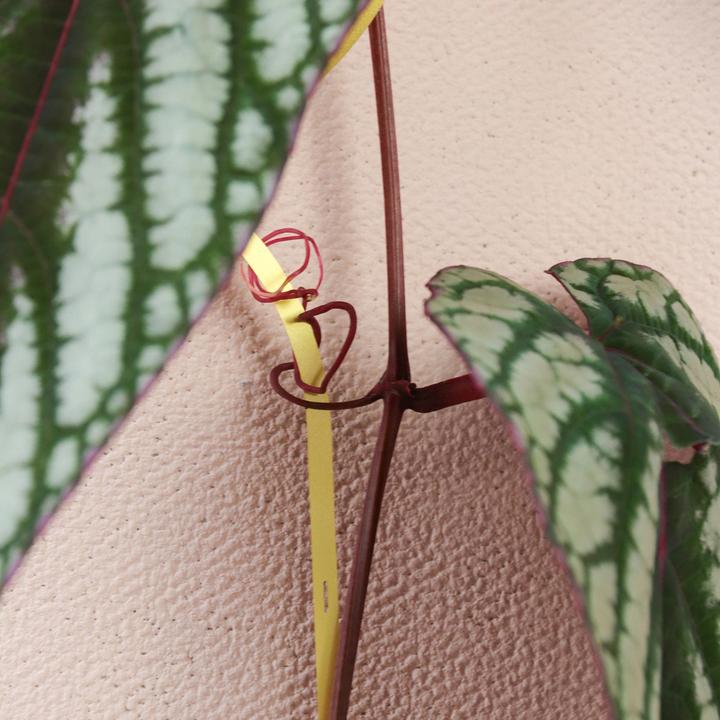 Image du produit Botanopia Support pour plantes grimpantes