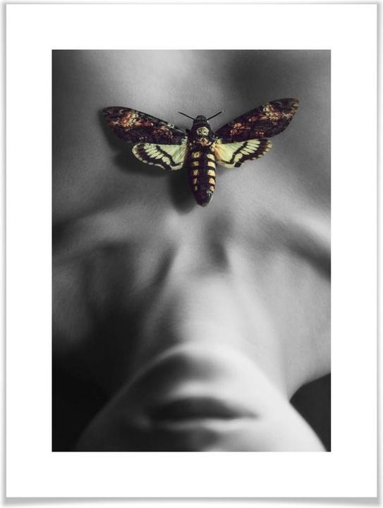 Immagine prodotto Trenddeko La falena (50 x 60 cm)