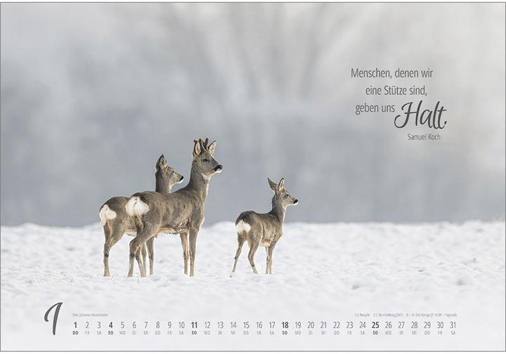 Produktbild Real Wildlife 2026 (49 x 34 cm)