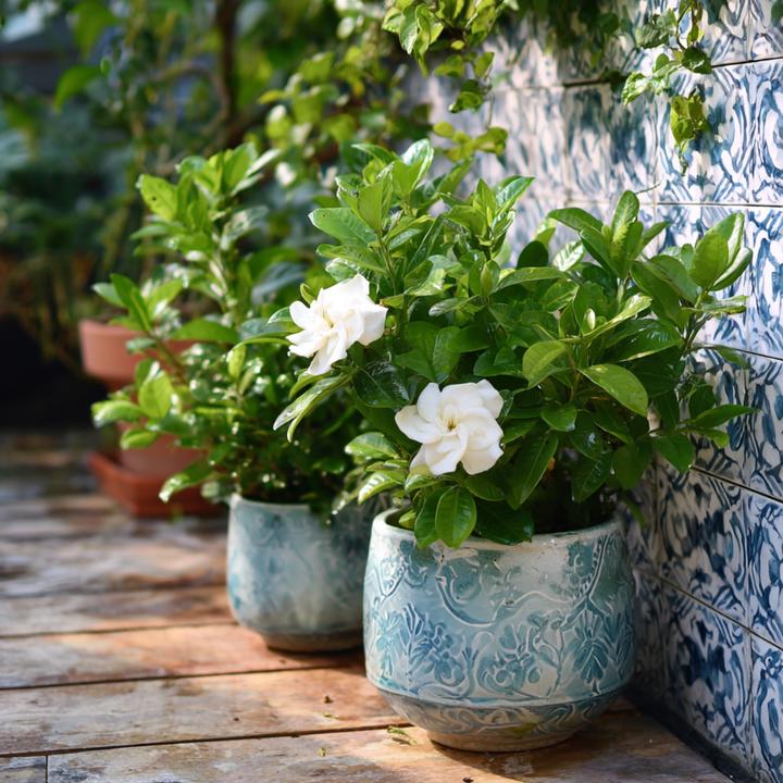 Actual product image Plant in a Box Gardenia Jasminoides - Set of 4 Gardenias (20 cm)