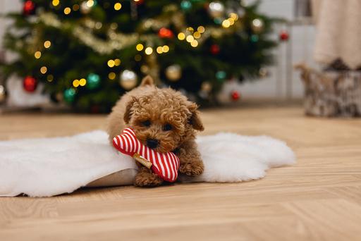 Immagine prodotto Beeztees Ossa di Natale (Cane di peluche)