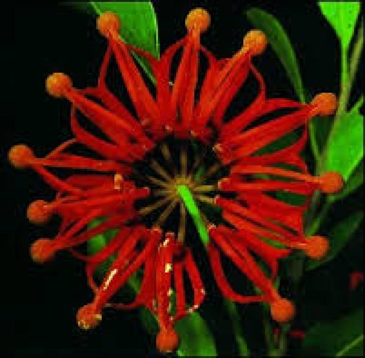 Image du produit Tropica Australischer Feuerradbaum (Germes)