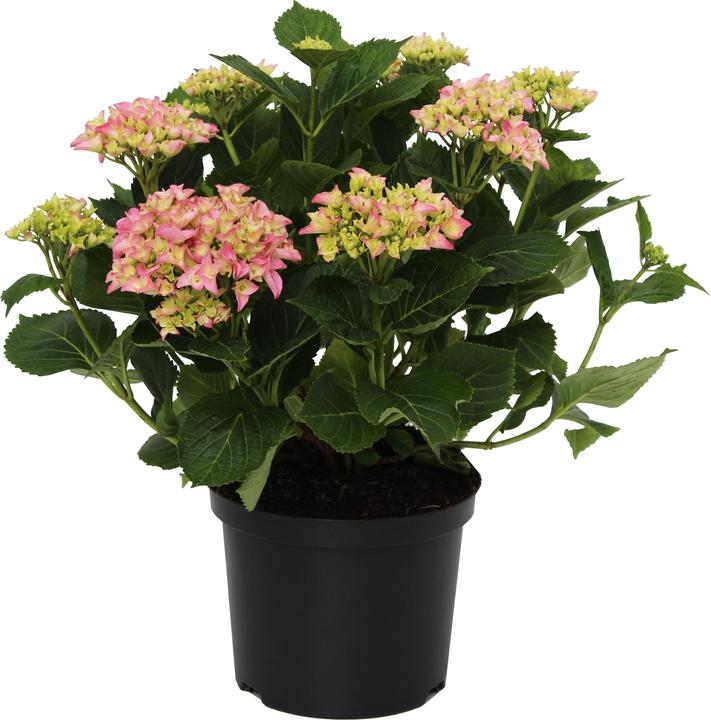 Produktbild Zulauf Ball-Hortensie / Hydrangea macrophylla Rosa (40 cm)