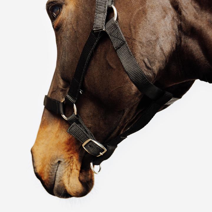 Immagine prodotto Fouganza Halfter Schooling schwarz