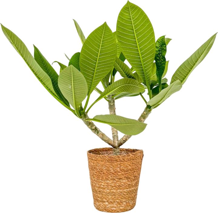 Produktbild Plant in a Box Plumeria rubra - (45 cm)