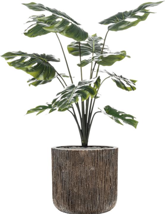 Image du produit Emerald Monstera-Pflanze (98 cm)