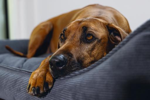 Actual product image Beeztees Veo (Dog)