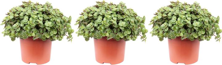 Image du produit Flowerbox Set de 3 belles plantes rampantes - Callisia Turtle Smit Eden Elegance (15 cm)