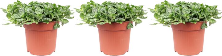Produktbild Flowerbox 3er-Set Mosaikpflanze - Fittonia verschaffeltii (15 cm)