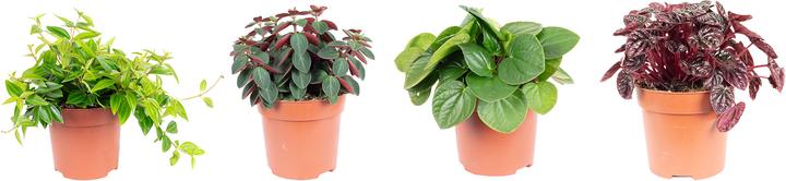 Immagine prodotto Flowerbox Set di 4 peperoni nani - assortimento Smit mix di varietà (es. Schumi Red, Piccolo Banda, Rosso) (15 cm)