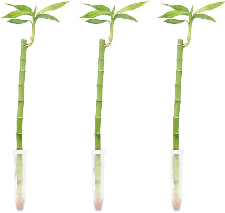 Flowerbox Set of 3 Lucky Bamboo - Lucky Bamboo (50 cm)