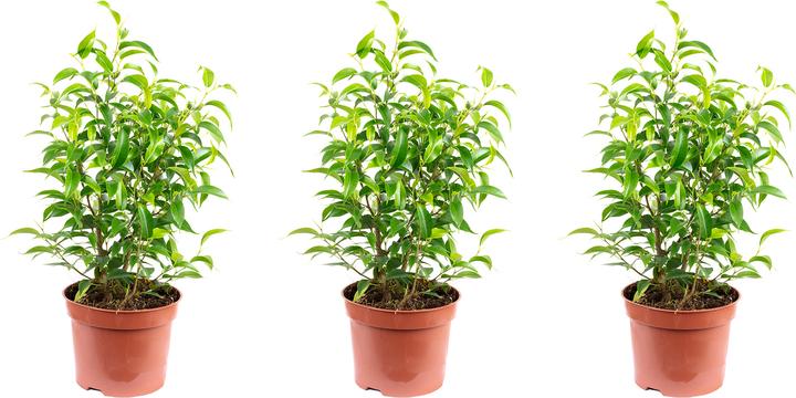 Immagine prodotto Flowerbox Set di 3 fichi di betulla - Ficus benjamini Natasja (30 cm)