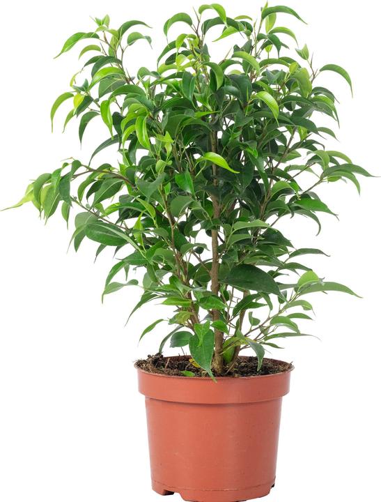 Produktbild Flowerbox Birkenfeige "Natasja" verzweigt - Ficus benjamini (30 cm)