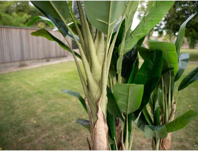 Produktbild Europalms Bananenbaum (210 cm)