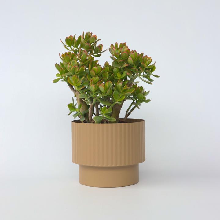 Actual product image Plant in a Box Crassula ovata Sunset - Jadepflanze (55 cm)