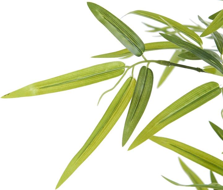 Immagine prodotto Ozaia Bambouseraie (122 cm)