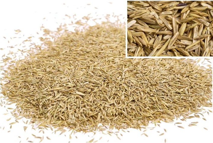 Actual product image Wolf-Garten Lawn seed Turbo Reseed LR 1 kg 50 m (Lawn reseed)