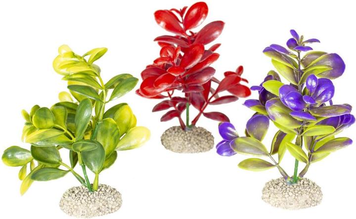 EBI Aqua Della Crassula (Pflanzen, sonstige Gegenstände)