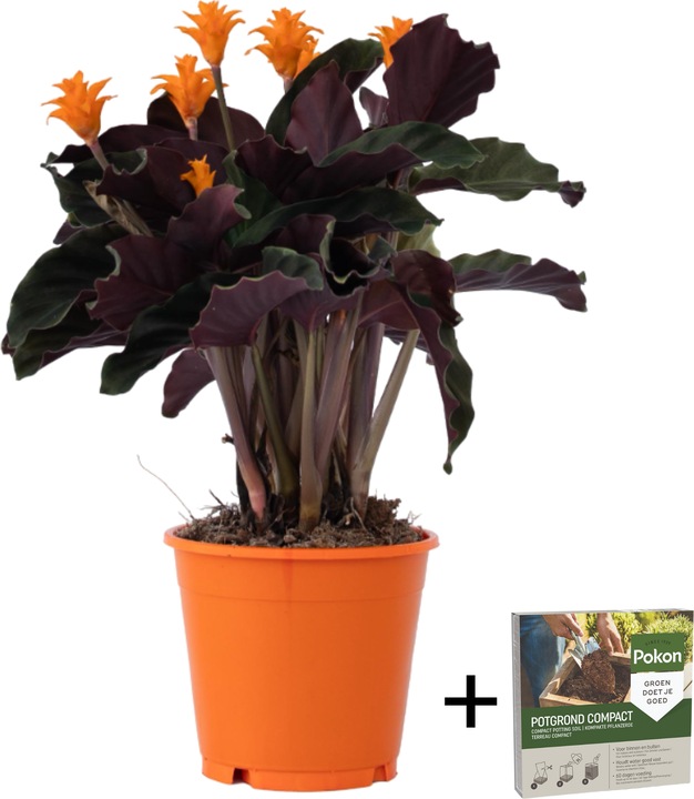 Immagine prodotto Plant in a Box Calathea crocata Tassmania - Crocus Calathea (40 cm)