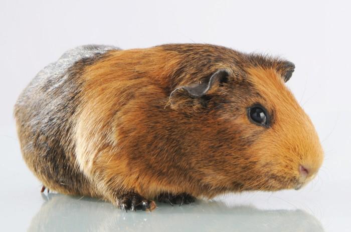 Actual product image Mason Cash Cane Ceramic Dog Bowl, 5 inch (40 cl)