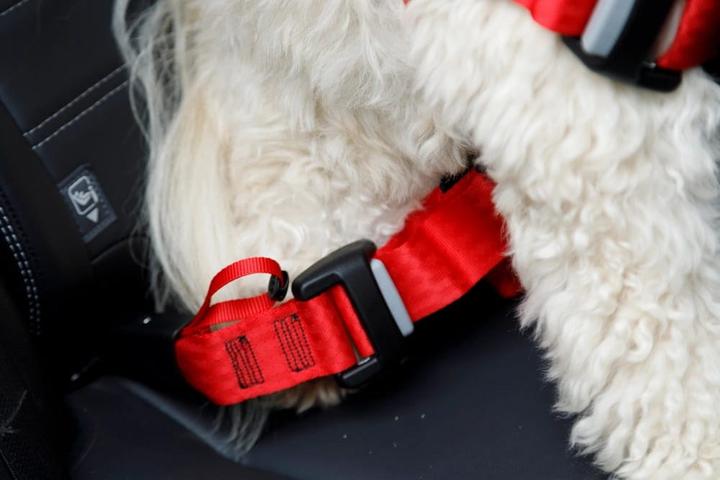 Image du produit Zolux Szelki dla psa TRAVEL SAFE S czerwone (Chien)