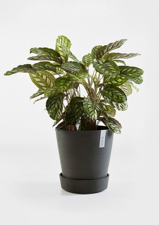 Produktbild Ecopots Saucer on Wheels