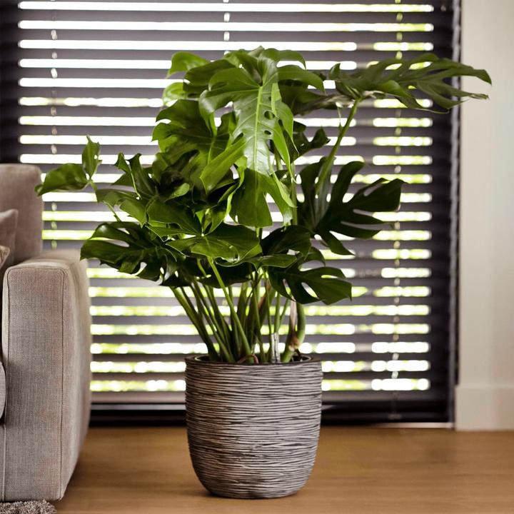 Produktbild Capi Blumentopf (43 x 43 x 41 cm)