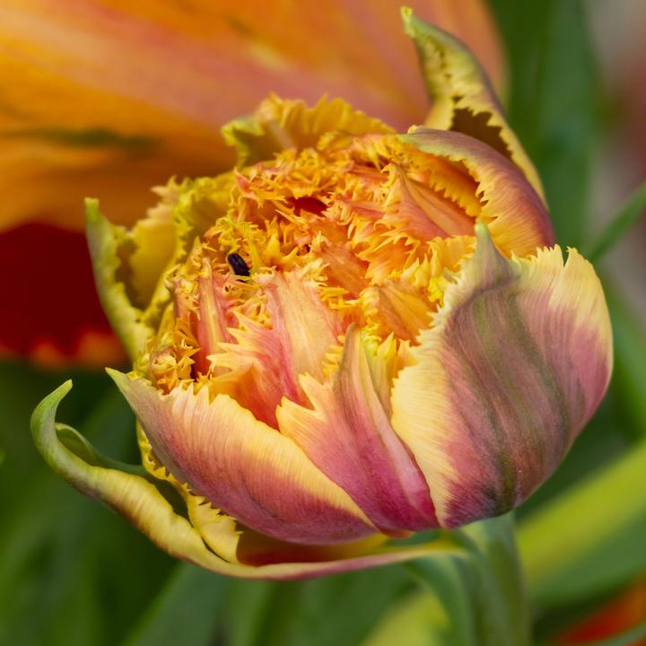 Image du produit Plant in a Box Tulipa Brisbane - Lot de 20 tulipes (10 cm)