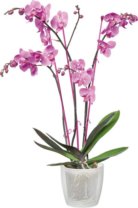 Immagine prodotto Elho Orchidea di Bruxelles (13 cm)