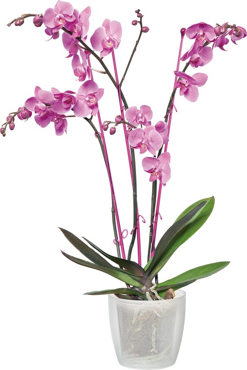 Produktbild Elho Brussels Orchid (13 cm)