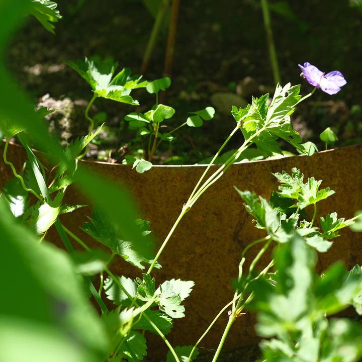 Immagine prodotto Bellissa Collina