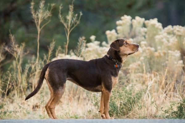 Actual product image Sony The incredible adventures of Bella (DVD, 2019, German, French, Italian, English)