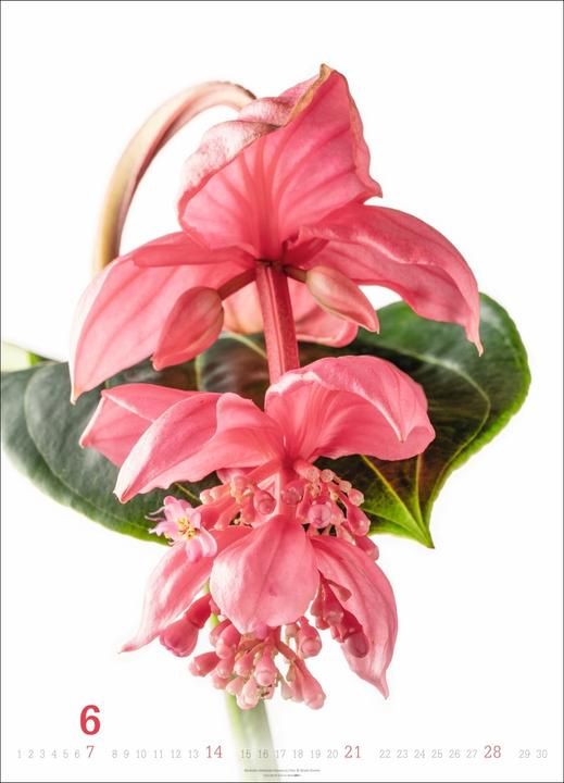 Produktbild Blütenbilder Kalender 2026 (49 x 68 cm)