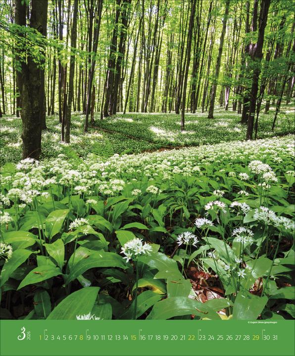 Produktbild AugenblickeimWald2026 (Spezial)