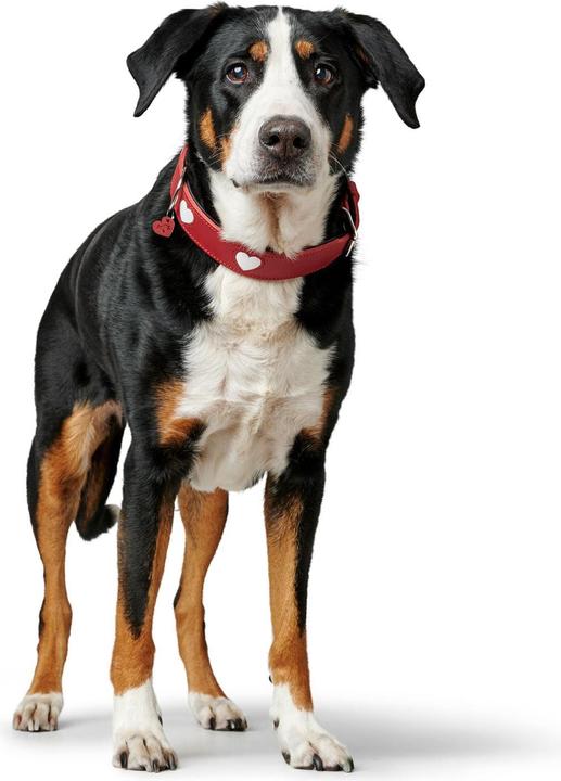 Immagine prodotto Hunter Collare Love XL (80), rosso/nero, circonferenza collo: 62 (XL, Cane, Generale)