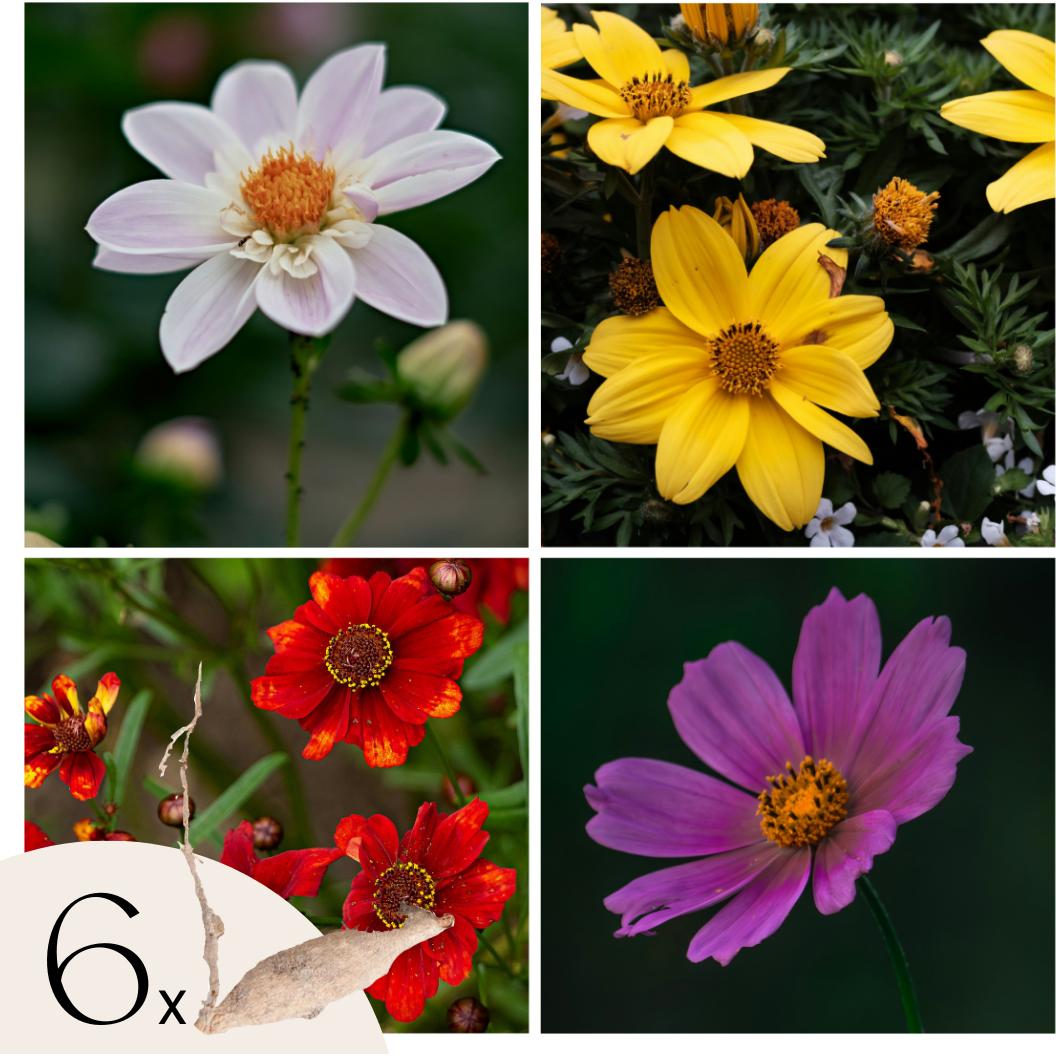 Plant in a Box, Pflanzen, Dahlia - 6er Mischung Dahlien (10 cm)