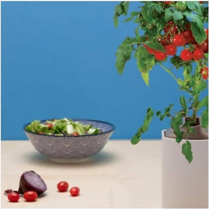 Produktbild Prêt à Pousser Kirschtomaten (Gemüsesamen)