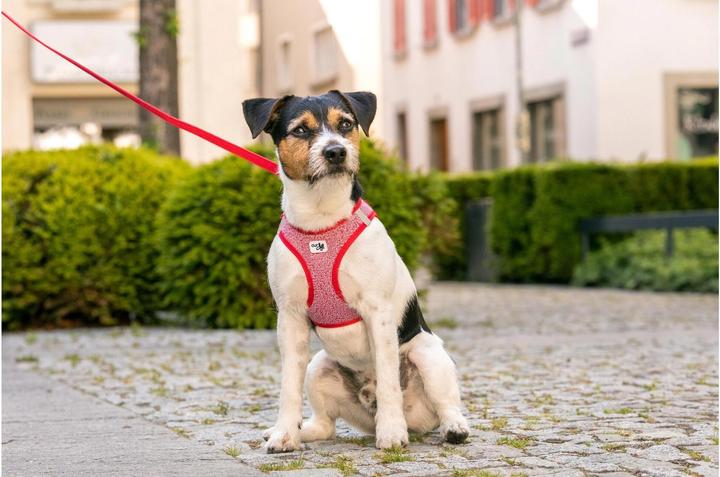 Actual product image Curli Tableware Merino (3XS, Dog, General)