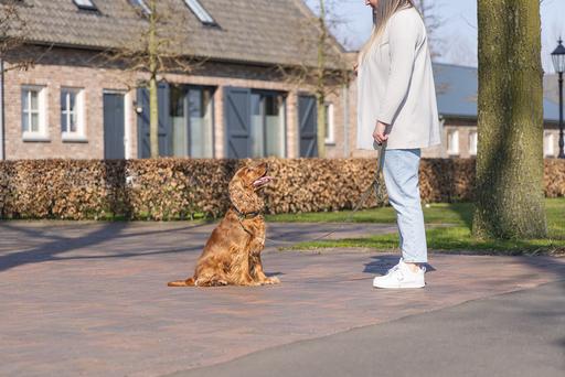 Actual product image Designed by Lotte Dog collar Velura (50, Dog, Jogging, Walks)