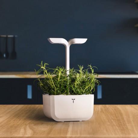 Produktbild Véritable Rosmarin (Kräutersamen)