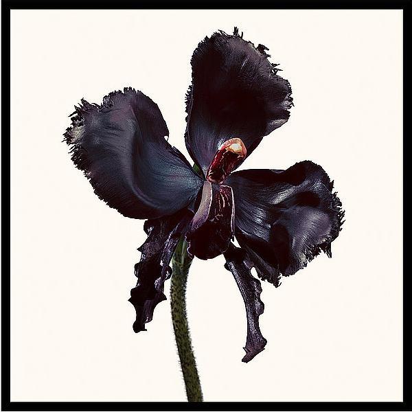 Immagine prodotto Tom Ford Riserva dell'Orchidea Nera (Eau de parfum, 50 ml)