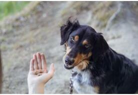 Immagine prodotto Trixie Cuori di insetti con vermi da pasto (1 pz., 80 g)