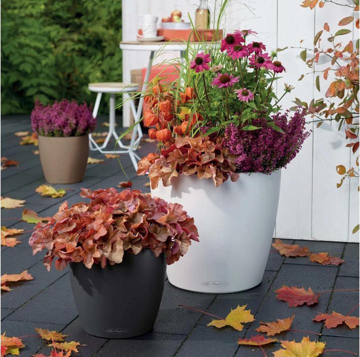 Actual product image Lechuza Classico Color