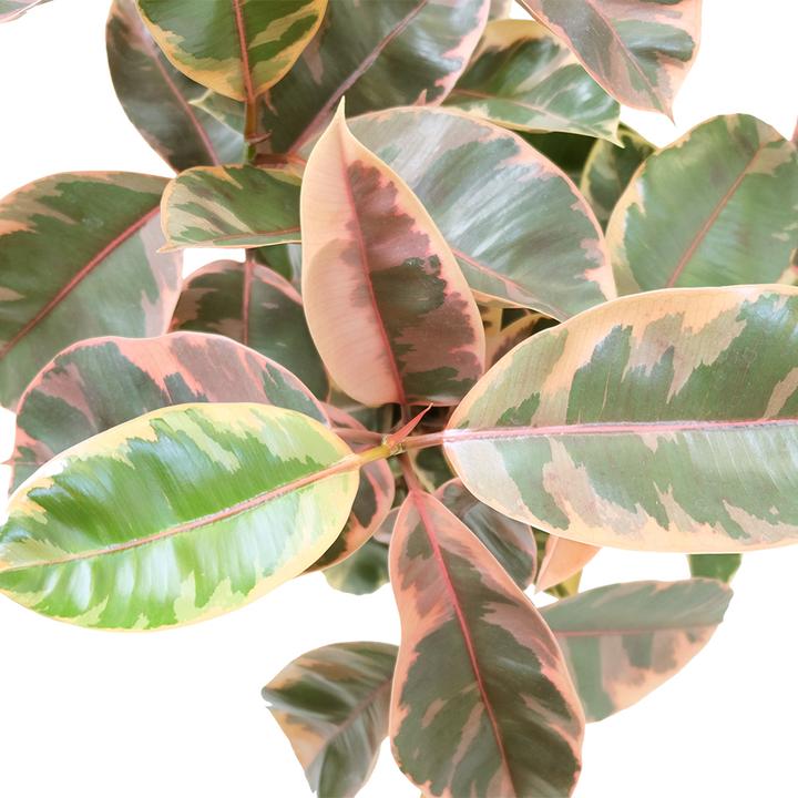 Actual product image VEG and the City Malo (Pink Rubber Tree - Ficus elastica Belize) (90 cm)