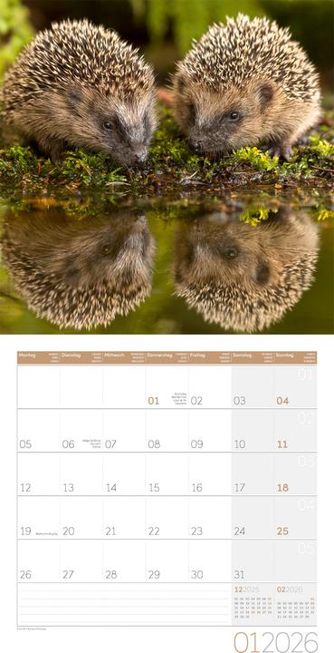 Produktbild Igel Kalender 2026 - 30x30