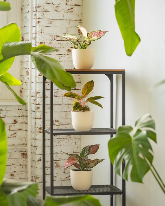 Produktbild feey Direito (15.50 x 14 cm)