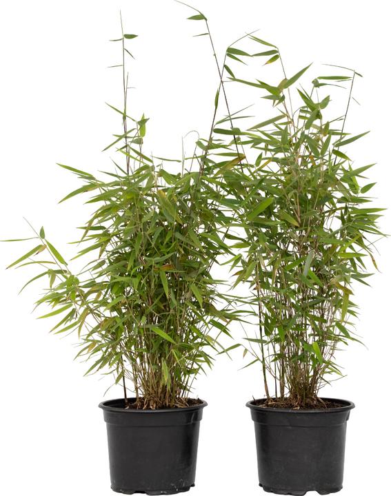 Actual product image Plant in a Box Fargesia nitida 'Red Dragon' - Set of 4 Red Dragon Bamboo (60 cm)