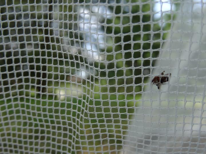 Produktbild Totem Pharmavoyage TotemBaldachin