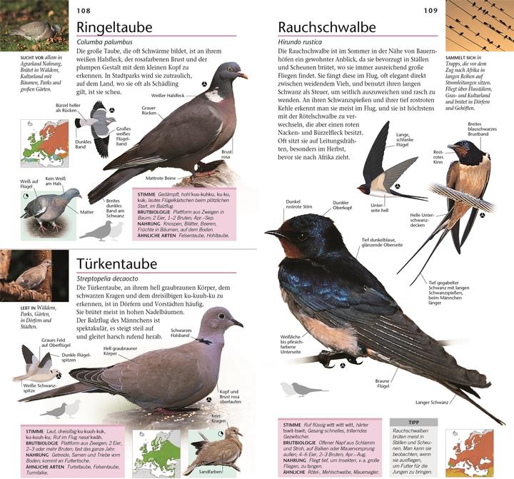 Produktbild Gartenvögel beobachten und bestimmen (Deutsch, DK Verlag, 2015)